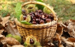 11 Ottobre 2026 - Family CAI - Castagnata in Val Bratica